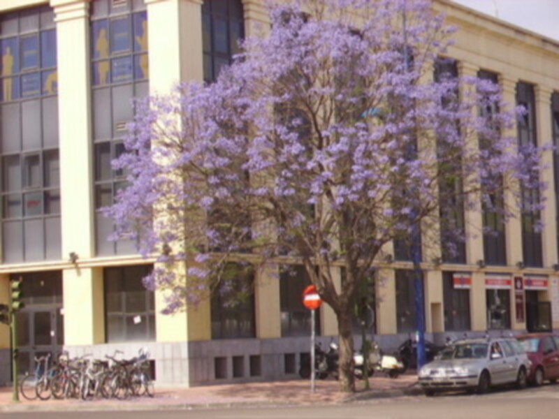 Árbol con flores azules en la entrada de un edificio moderno.