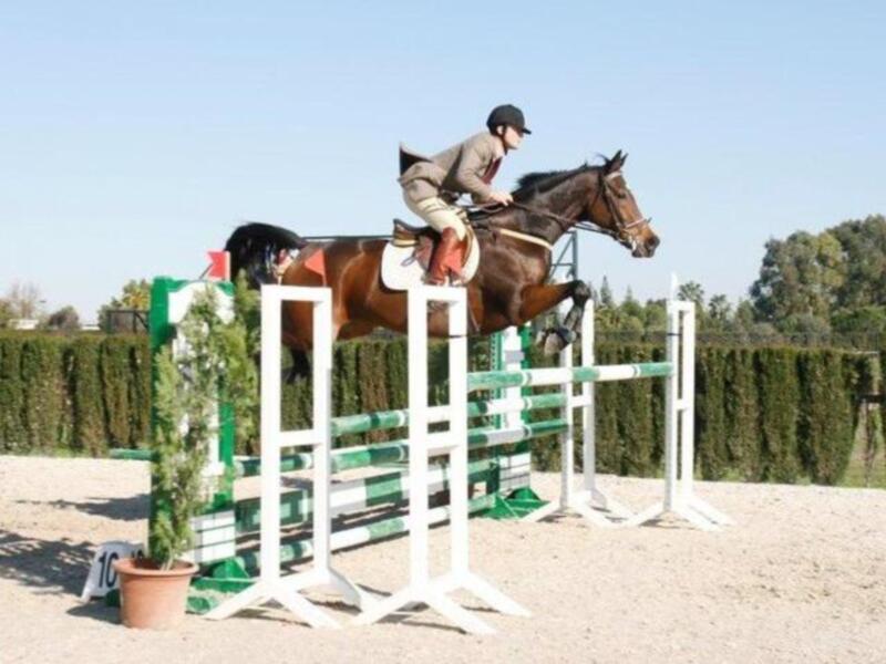 Jinete saltando sobre un obstáculo en un campo de salto de caballos, con un entorno de césped y árboles al fondo.