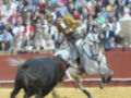 Un torero monta un caballo blanco mientras lucha contra un toro negro en una plaza de toros. La audiencia observa atentamente la acción.