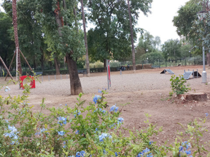 Jardín infantil con columpios y flores azules en primer plano.