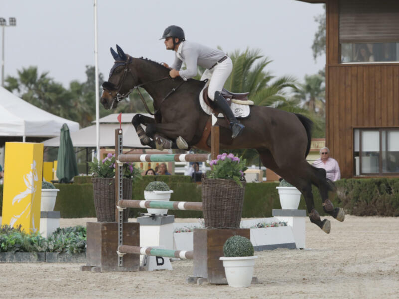 Una imagen de un jinete montando a un caballo en una competencia ecuestre, saltando sobre un obstáculo. El jinete lleva una chaqueta gris y pantalones blancos, mientras que el caballo es de color marrón oscuro. El entorno muestra una pista de arena con palmeras y un edificio en el fondo.