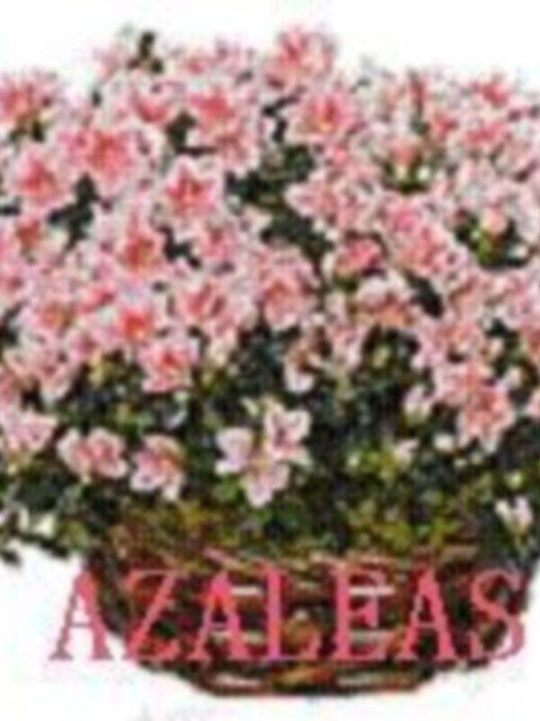 Azaleas, hermosas flores rosadas en un maceta.