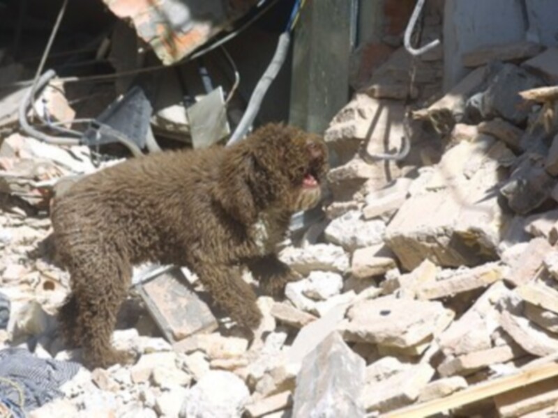 Un perro marrón está entre los escombros de una construcción en ruinas.
