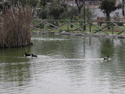 Campaña de reintroducción de aves en el Parque Municipal de Gines 