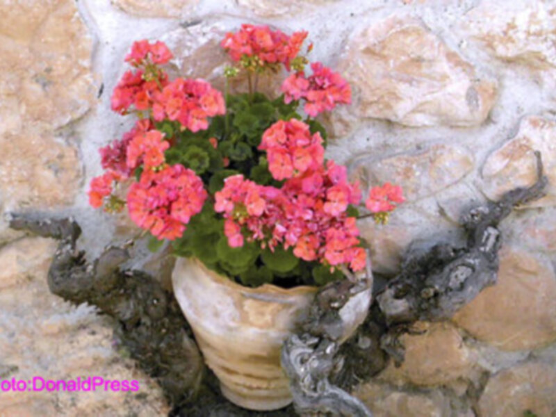 Un precioso macetero con flores de geranio rosa en un jardín de piedra.