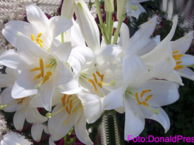 En noviembre analizamos las Máximas o flores espirituales y testimoniales que escribió Santa Ángela de la Cruz, en honor a Las Hermanad de la Compañía de la Cruz. (IX).