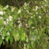 Ha llegado la primavera a Sevilla y como cada año lo ha hecho con forma y olor de azahar en los naranjos de la ciudad.