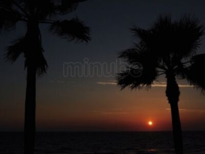 Puesta de sol en la playa con palmeras en primer plano.