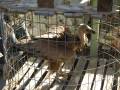 Un ave grande y peluda en una jaula de metal, rodeada por otros animales en un entorno de jaulas.
