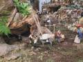 Escena de una cripta navideña con figuras humanas y animales, incluyendo un burro y una mula. La escena está rodeada de rocas y vegetación, con un fondo que parece una cueva o montaña.