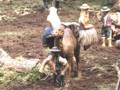 Una escena pastoral con figuras en traje colonial montando camellos, trabajando en un campo de tierra.