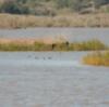La Cañada de los Pájaros celebrará el Día de los Humedales con la liberación de más de 200 fochas cornudas y cercetas pardillas 
