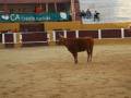 Un toro marrón está en el centro de una plaza de toros con un fondo de barda amarilla y roja. En el techo, hay una pancarta verde con la palabra "Crédito Agrícola" y un logotipo. En el fondo, hay personas sentadas en los asientos de la plaza.