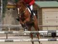 Un jinete monta un caballo en una pista de salón, saltando sobre una cerca verde y blanca. El jinete lleva una chaqueta roja, pantalones negros y botas de montar. La escena se desarrolla en un entorno con una casa de madera y árboles al fondo.