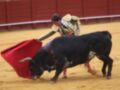 Un torero lucha con un gran toro negro en la arena de una corrida de toros. El torero sostiene un capote rojo mientras el animal se mueve furiosamente.