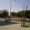 Arboles y palmeras muertos en las calles de Sevilla 
