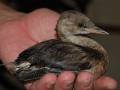 Un pequeño pájaro en la mano de una persona, mostrando su plumaje oscuro y su pico puntiagudo.