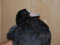 Un ave con plumaje negro y una cabeza negra con un pico blanco.