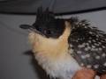 Un pájaro con plumaje blanco y negro, tiene una cabeza negra con un pico largo y puntiagudo.