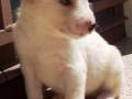 Cachorro blanco con ojos azules, sentado en un suelo de mármol.