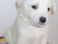 Un precioso cachorro blanco con ojos azules está sentado en el suelo, posiblemente en una casa.