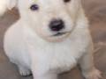 Un cachorro blanco con ojos grandes y pelaje suave está sentado en una superficie de terciopelo.