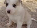 Cachorro blanco con ojos marrones, sentado sobre tierra arenosa.