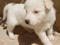 Un cachorro blanco con pelaje suave y liso, mirando hacia la cámara. El fondo es de madera con un patrón de cuadrícula.