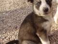 Un cachorro con ojos azules sentado en una superficie de piedras.