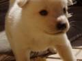 Un cachorro blanco con ojos grandes y pelaje suave está sentado en un sofá, mirando hacia la cámara.