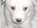 Un precioso cachorro blanco con ojos azules, posando con suavidad en una superficie blanca.