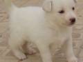 Un cachorro blanco con una pelaje suave y brillante, posando en un suelo de baldosas beige.