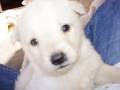 Adorable white puppy resting on someone's lap.
