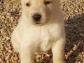 Un cachorro blanco está sentado en un suelo de grava. El perro tiene una expresión tranquila y mira directamente a la cámara.