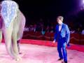 Circus trainer interacting with an elephant in a performance arena.
