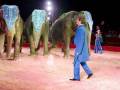 Elefantes en un circo, con un hombre en el centro y público al fondo.