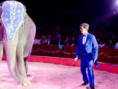 El conde de Salvatierra debuta como domador de elefantes en el circo mundial en Sevilla.