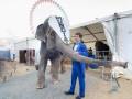 Un hombre en traje azul dirige un elefante en un circo, con un gran carpa y una noria al fondo.