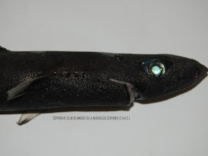 Una imagen de un tiburón negro con ojos brillantes y una piel negra brillante.