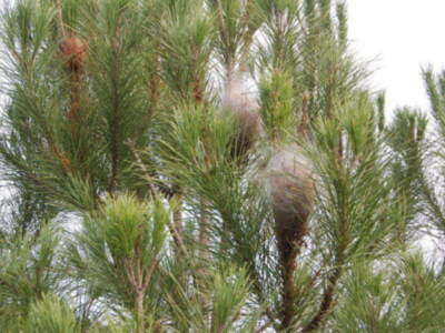 Cierre de una planta con ramas y hojas verdes, algunas con brotes secos. El fondo es un cielo claro.