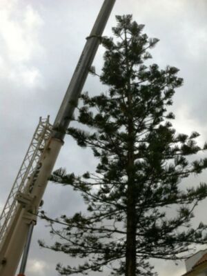 Operarios municipales talan la araucaria de la Plaza Vieja por riesgo de caída(Chipiona)