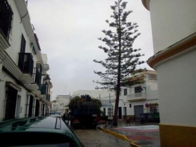 El PP tala la araucaria de la plaza vieja al margen del pueblo. ¿dónde estan ahora los ecologistas?(Chipiona)
