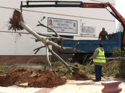 Replantados dos árboles afectados por las obras del nuevo edificio del Polideportivo Chipiona 