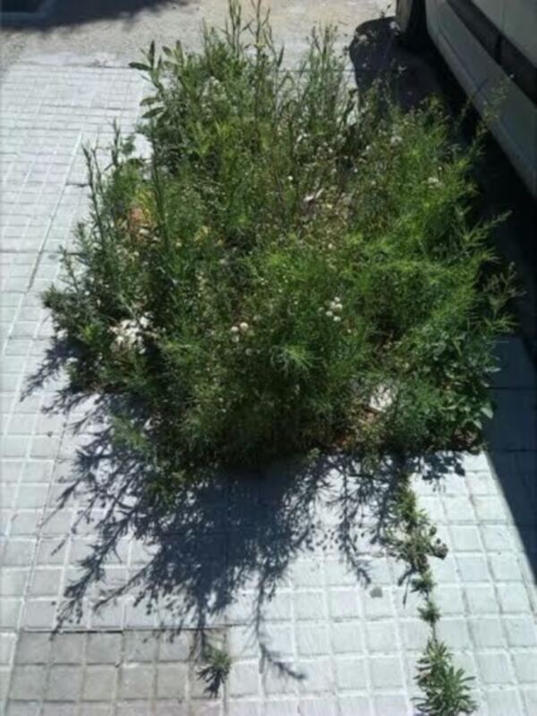 Plantas en un camino de adoquines, con una sombra proyectada por las hojas.