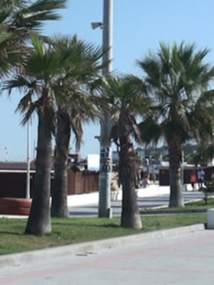 La red de riego de los jardines del Paseo de La Cruz del Mar será renovada en su totalidad(Chipiona)