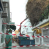 El Ayuntamiento de Chipiona inicia una nueva poda de saneamiento de la buganvilla de Isaac Peral por razones de seguridad. 