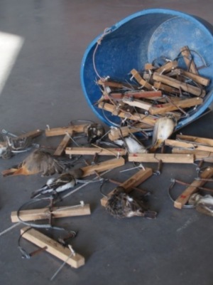 La Guardería Rural de Chipiona interviene numerosas costillas y aves cazadas ilegalmente
