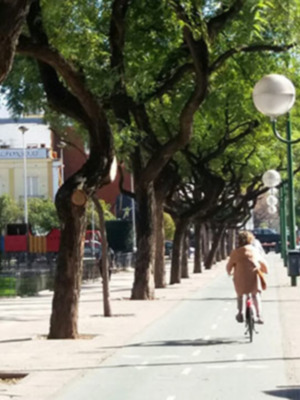 Actuaciones de adecuación funcional y paisajística del Servicio de Parques y Jardines en avenida Eduardo Dato.