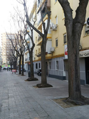 El fuerte viento provoca roturas y caídas de árboles y palmeras en Sevilla
