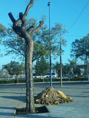 El Ayuntamiento de Sevilla repone el arbolado extraído de la rotonda de Triana que se tuvo que retirar para realizar la remodelación del cruce que conecta Triana con Cartuja